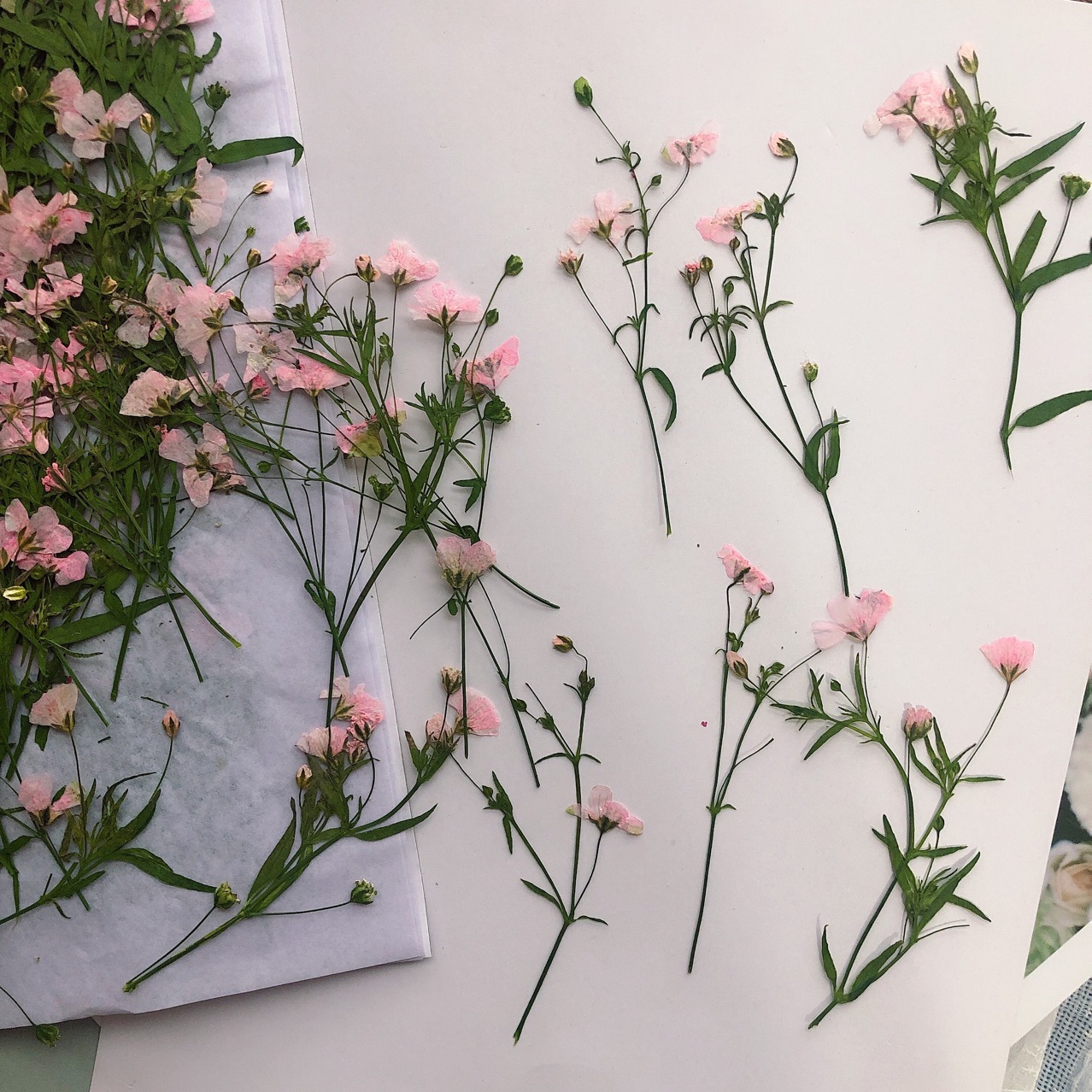 Dried Flower Bookmark - 12pcs 5-6 ซม.แห้งดอกไม้ดอกไม้แห้งสําหรับแม่พิมพ์เรซิน HAND-embossed พืชกรอบรูปเคสโทรศัพท์บุ๊คมาร์คทําด้วยมือ DIY