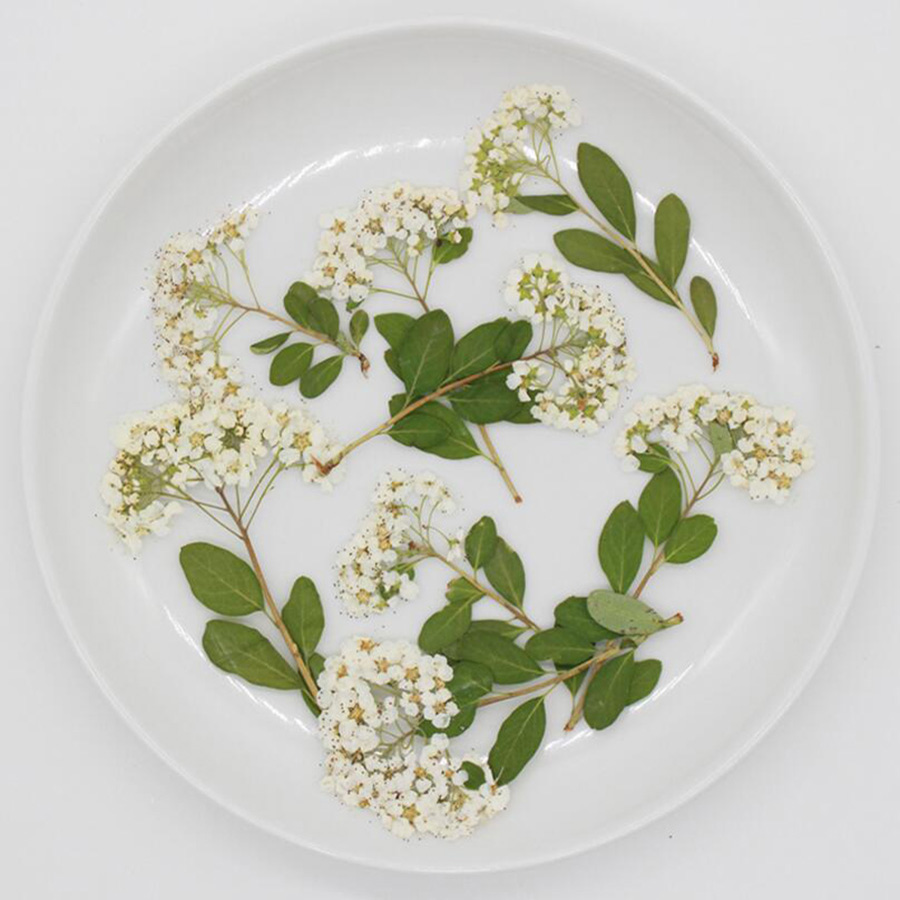 Dried Flower Bookmark - ดอกสไปราเอียสีขาวธรรมชาติอบแห้ง 60 ดอก พร้อมก้าน สำหรับทำเครื่องประดับ โปสการ์ด