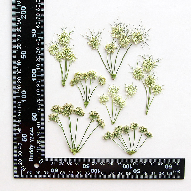 Dried Flower Bookmark - ดอกอะมี วิสนากา แห้งอัดเม็ด สำหรับทำเครื่องประดับ โปสการ์ด ที่คั่นหนังสือ