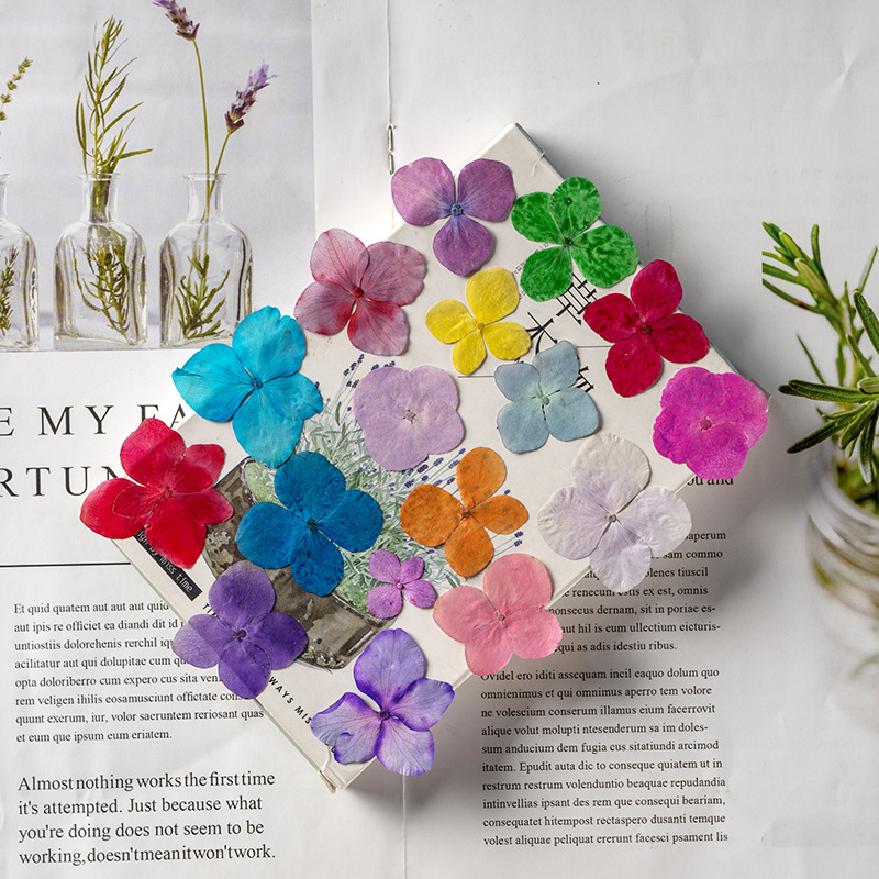 ดอกไม้แห้งอันนาไฮเดรนเยีย 60 ช - Dried Flower Bookmark บทวิจารณ์และราคา