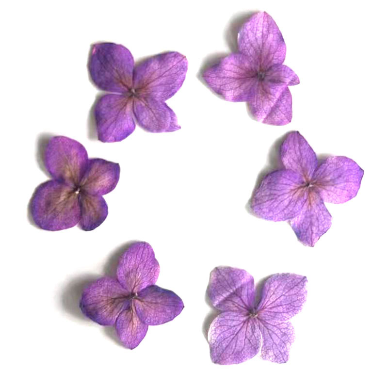 ดอกไม้แห้งอันนาไฮเดรนเยีย 60 ช - Dried Flower Bookmark บทวิจารณ์และราคา