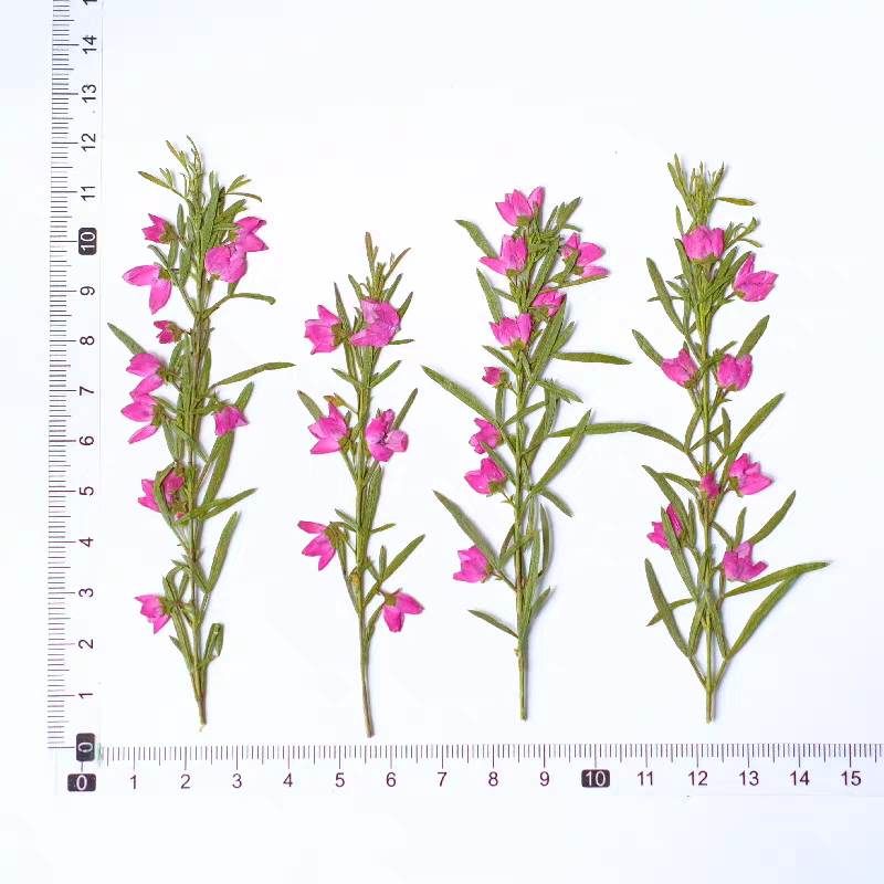 ดอกไม้แห้งอัดรูปทรง Aidia Cant - Dried Flower Bookmark บทวิจารณ์และราคา