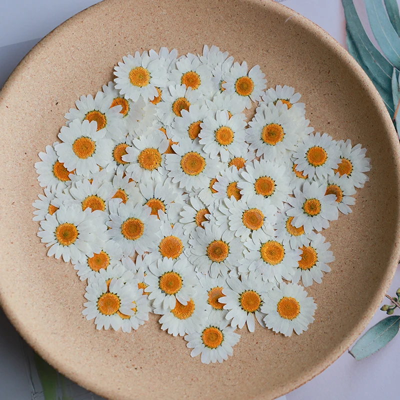 60X Pressed แห้งดอกเบญจมาศสีขา - Dried Flower Bookmark บทวิจารณ์และราคา