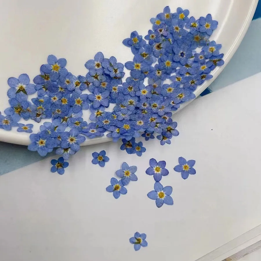ดอกไม้บลูฟอร์เก็ตเมนอตแห้งอัดแ - Dried Flower Bookmark บทวิจารณ์และราคา