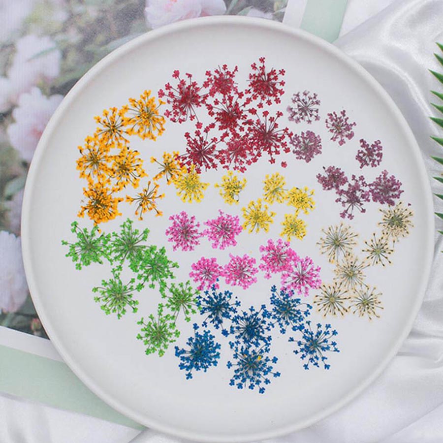 60ชิ้นกดแห้ง15-20มมดอกไม้ Mami - Dried Flower Bookmark บทวิจารณ์และราคา