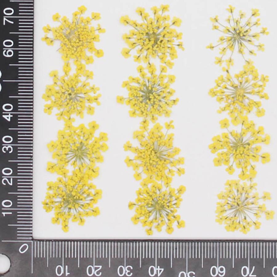60ชิ้นกดแห้ง15-20มมดอกไม้ Mami - Dried Flower Bookmark บทวิจารณ์และราคา