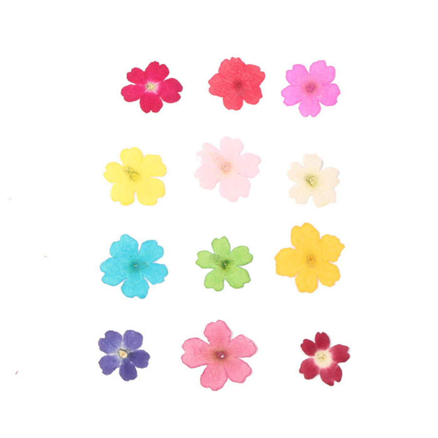 60Pcs 1-2ซม.Pressed Dried ย้อม - Dried Flower Bookmark บทวิจารณ์และราคา