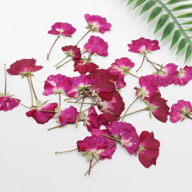 60ชิ้นแห้งด้านข้างสีแดง/สีม่วง - Dried Flower Bookmark บทวิจารณ์และราคา