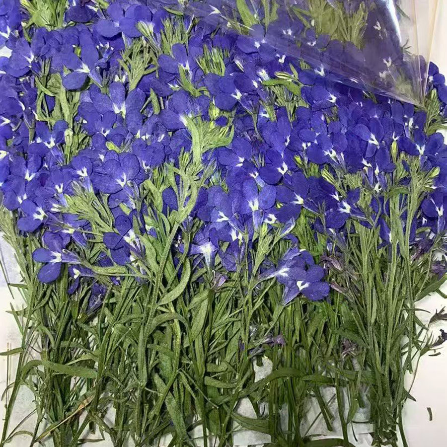 ดอกโลเบเลียเอรินัสสีน้ำเงินแห้ - Dried Flower Bookmark บทวิจารณ์และราคา