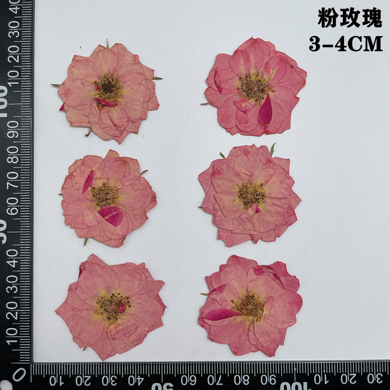 60 ชิ้น Pressed แห้งสีแดงสีเหล - Dried Flower Bookmark บทวิจารณ์และราคา