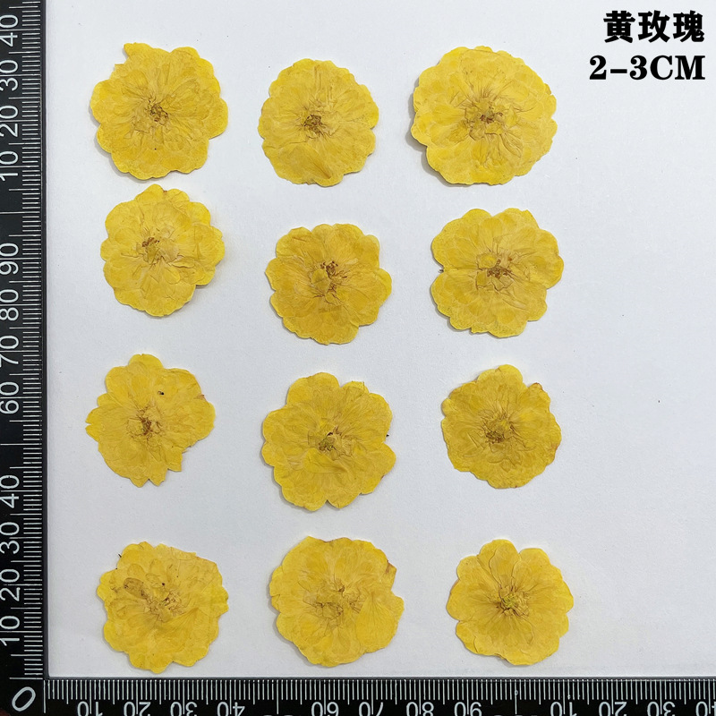 60 ชิ้น Pressed แห้งสีแดงสีเหล - Dried Flower Bookmark บทวิจารณ์และราคา