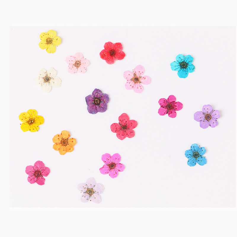 นาร์ซิสซัสแห้งขนาดเล็ก60ชิ้นดอ - Dried Flower Bookmark บทวิจารณ์และราคา