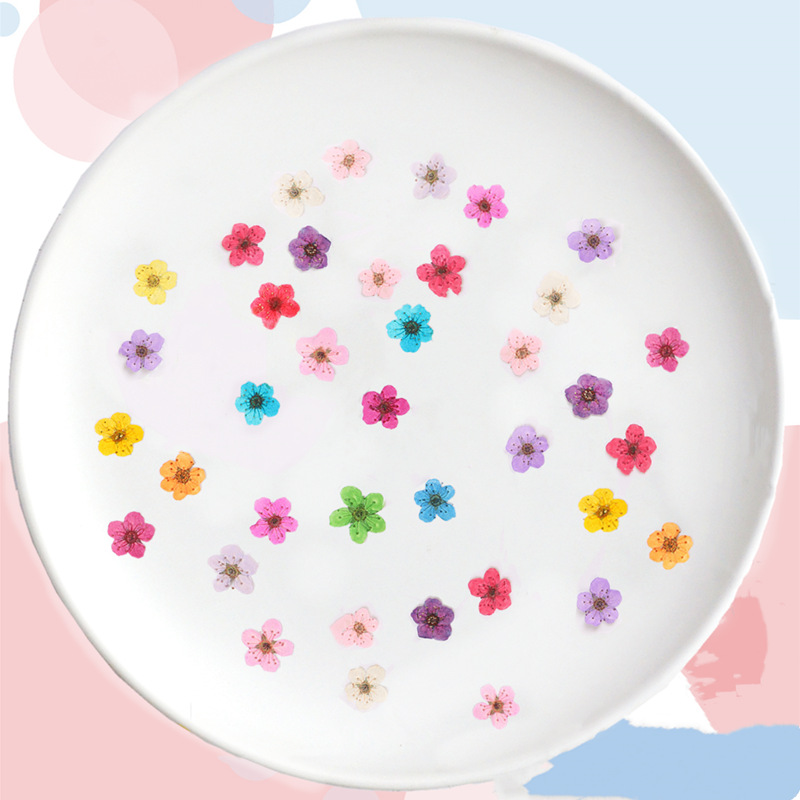 นาร์ซิสซัสแห้งขนาดเล็ก60ชิ้นดอ - Dried Flower Bookmark บทวิจารณ์และราคา