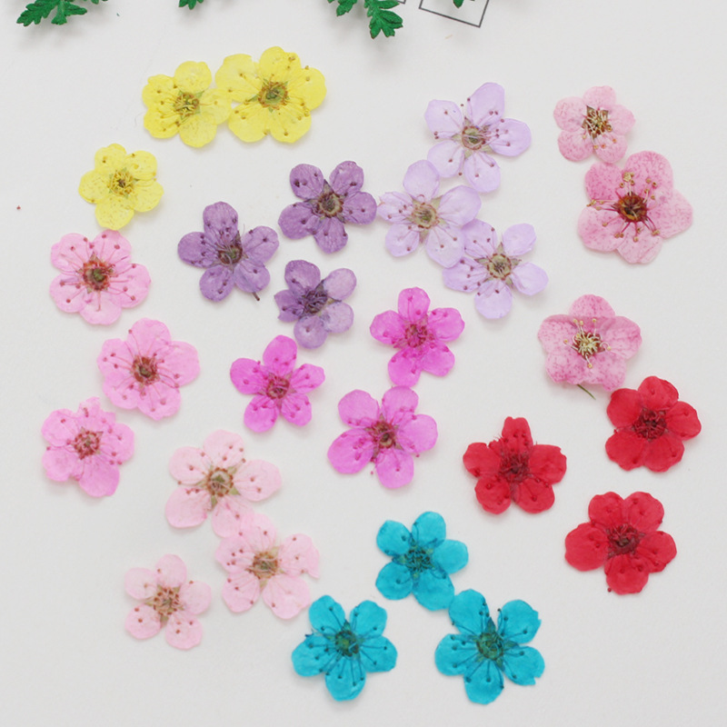 นาร์ซิสซัสแห้งขนาดเล็ก60ชิ้นดอ - Dried Flower Bookmark บทวิจารณ์และราคา