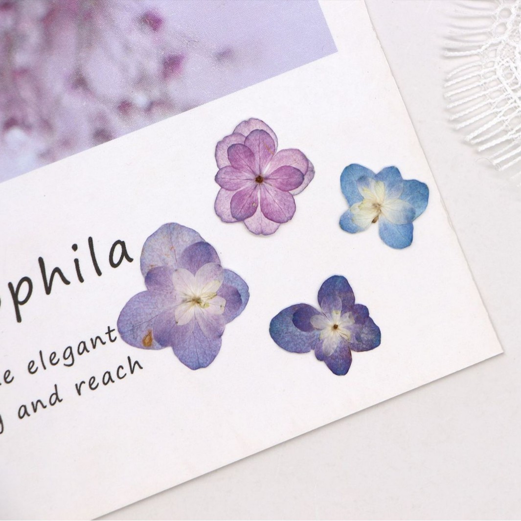 ดอกไฮเดรนเยียแห้งแบบดอกคู่ขนาด - Dried Flower Bookmark บทวิจารณ์และราคา
